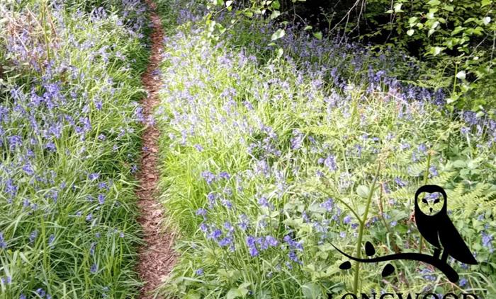 A path through bluebells in Longwood